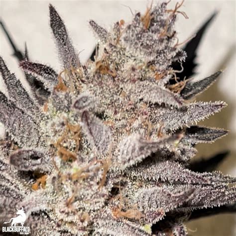 Linq Beleaf Feminized Seeds Blackbuffalo