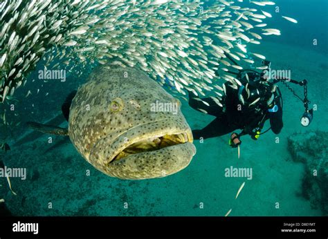 Scuba Diver Goliath Grouper Epinephelus Hi Res Stock Photography And