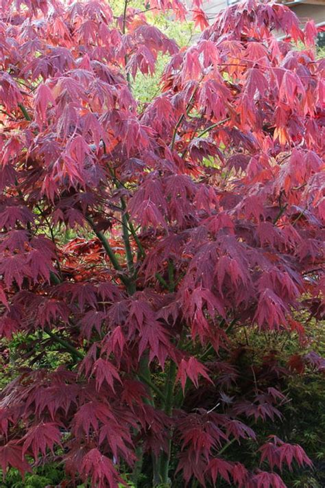 Buy Yezo Nishiki Japanese Maple Tree Free Shipping Wilson Bros