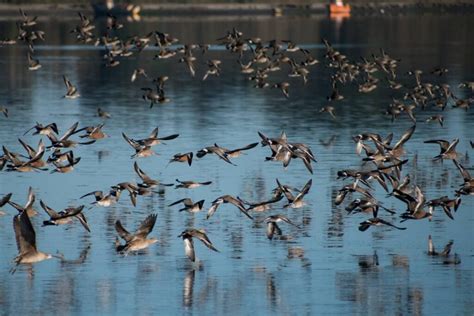 Aves Migratorias Caracter Sticas Nombres Y M S Postposmo Postposmo