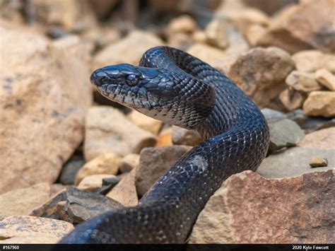 Eastern Ratsnake Pa Herp Identification