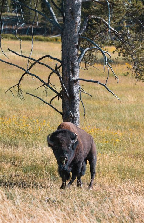 A Bison in the Wild · Free Stock Photo