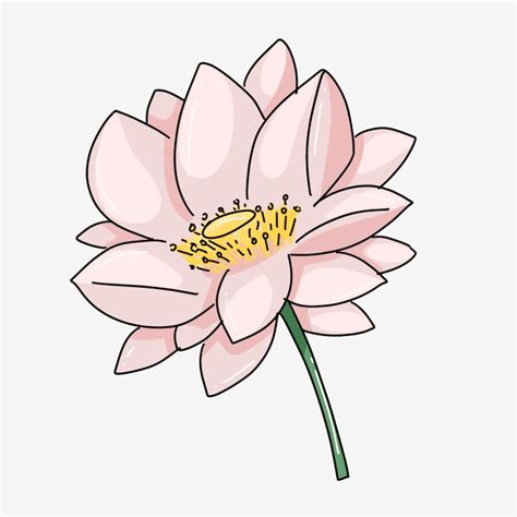 Flor Loto Ramo Ilustración Png Dibujos Loto Dibujos De Png Y Psd Para Descargar Gratis Pngtree