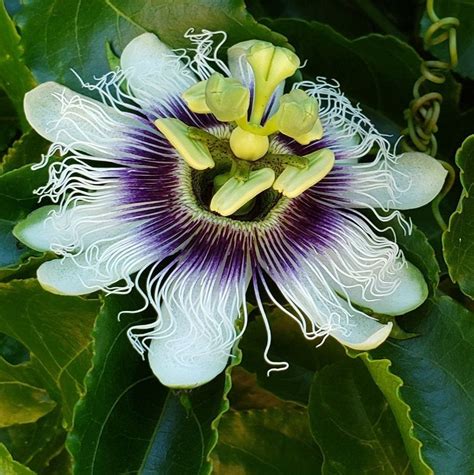 Live Red Rover Passion Fruit Plant Etsy