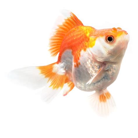 Types Of Goldfish Explained Atelier Yuwa Ciao Jp