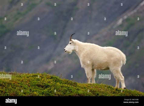 A Mountain Goat Along Exit Glacier From The Harding Icefield Trail