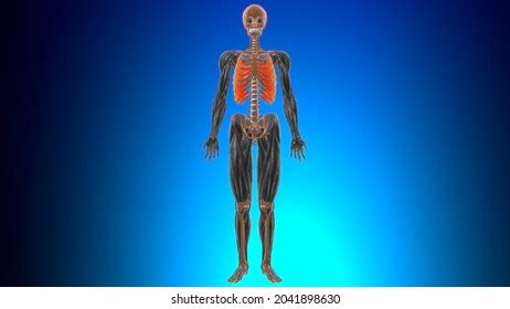 Internal Intercostal Images Stock Photos Vectors Shutterstock