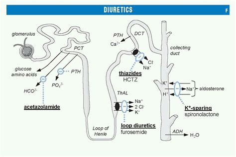 Mechanism of Action of Diuretics #diuretics | Pharmacological, Loop ...