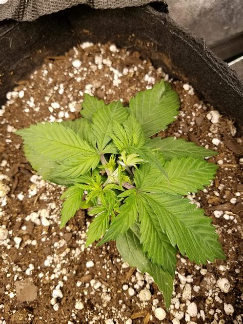 Fast Buds Purple Lemonade Auto Grow Diary Journal Week By Tundra