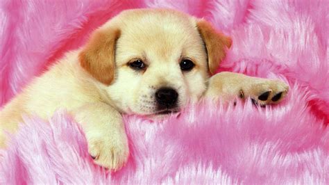 Wallpaper HD Pictures Of Puppies - Live Wallpaper HD | Puppy wallpaper ...