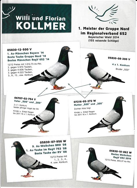 Brieftauben Auktion De W Willi Florian Kollmer Aus