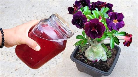 S Copo Faz Rosa Do Deserto Explodir De Tanto Crescer E Florir O Ano