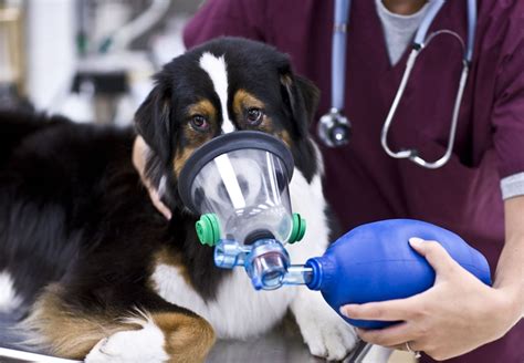 Pet Oxygen Masks For Canine And Feline - Fire Departments, Vets, EMS