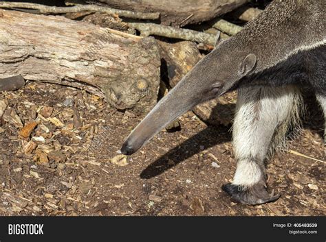 Anteater Long Nose Image & Photo (Free Trial) | Bigstock