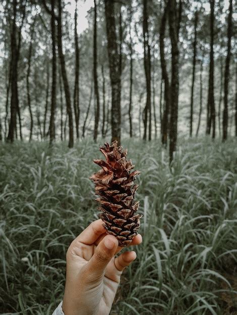 Premium Photo Cropped Hand Holding Pine Cone At Forest