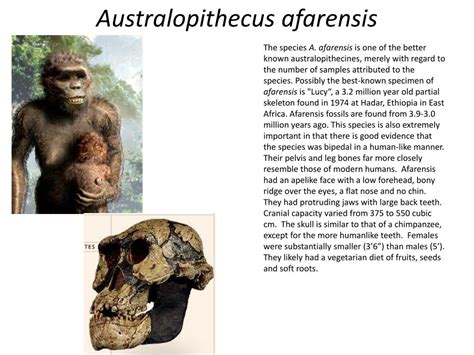 Australopithecus Afarensis Facts | gestion-des-risques-interculturels.com