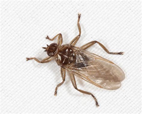 Louse Fly Icosta Americana BugGuide Net