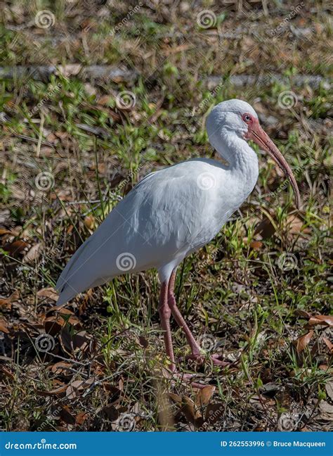 Ibis wetland bird stock photo. Image of wildlife, avian - 262553996