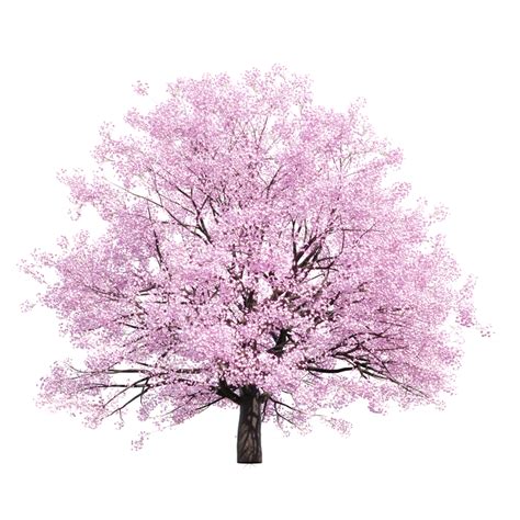 日本の 3 D の桜の木イラスト画像とPSDフリー素材透過の無料ダウンロード Pngtree