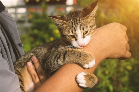 Premium Photo Cat Caress His Hand And Biting