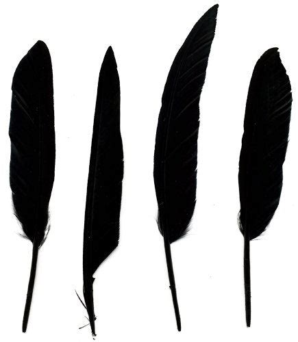 Black Duck Pointer Feather For Sale | Buy Wholesale Feathers – Zucker ...