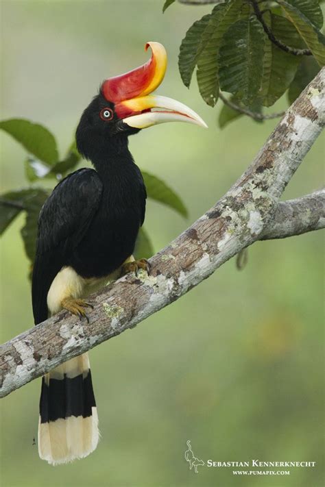 Enggang Borneo Kemos Enggang Borneo Kemos A Field Guide To The