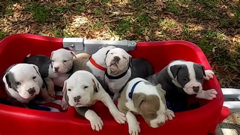 XXL PITBULL PUPPIES FOR SALE; TITANIUM KILO KENNELS; BEST DOGS ON EARTH ; BLUE NOSE PITBULL ...