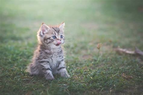 Top 12 Summer Kitten Photos To Warm Your Heart - Floppycats™