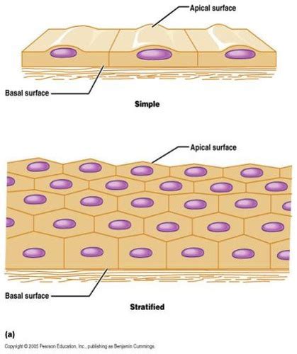 Histology 2 Epithelium Flashcards Quizlet