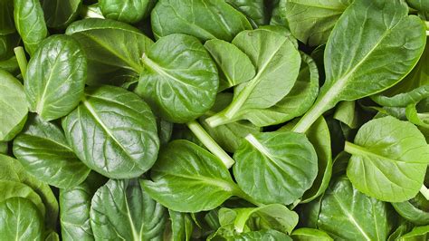 Spinach: Planting, Growing, and Harvesting Spinach Plants | The Old ...