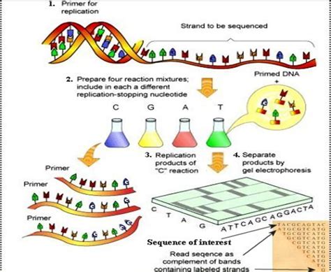 Dna Sequencing Science Of Healthy