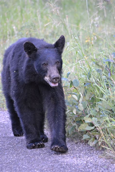 Canada - Black bear | Black bear, Bear, Animals