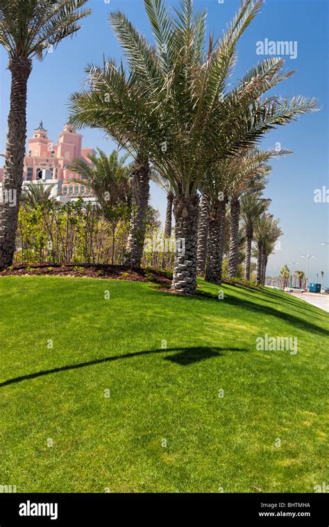 Palm Trees In Dubai Uae Stock Photo Alamy