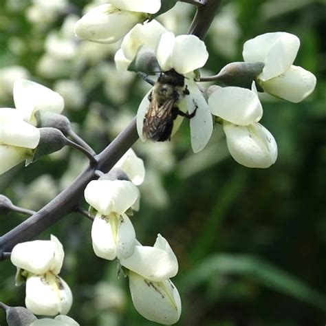 White Wild Indigo Flower Seeds Grow Beautiful Flowers Indoors, Outdoors ...