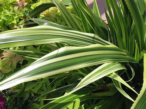 Variegated American Agave Agave Americana Variegata In Denver