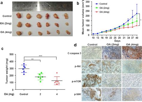 Oa Inhibited The Growth Of Cal27 Xenograft Tumors In Nude Mice Cal27