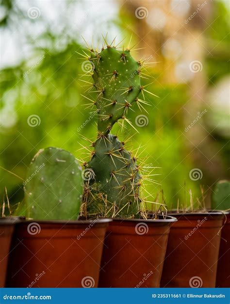 Various Cactus And Succulent Plants In Pots Potted Cactus House Plants