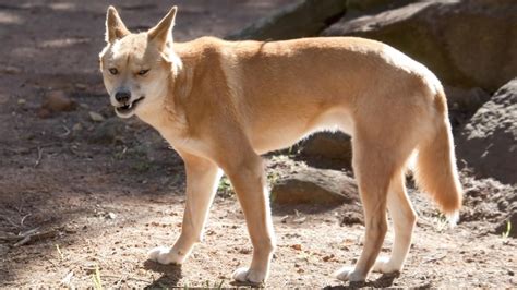 In rare attack, dingo repeatedly bites and holds girl underwater ...