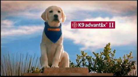 Top 10 Cutest Puppy Commercials | Must Love Dogs Blog