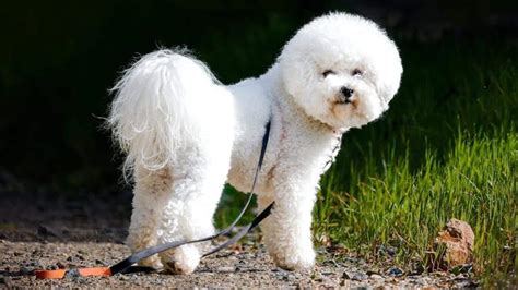 Essential grooming tips for your Bichon Frise