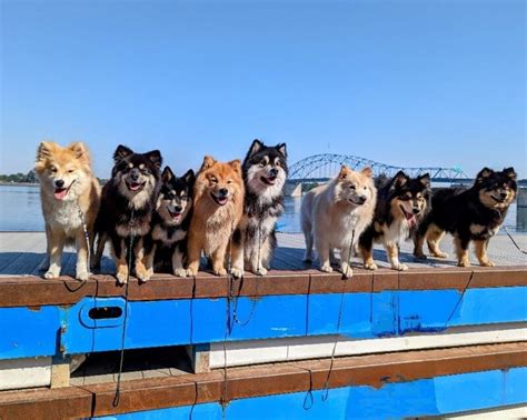 Finnish Lapphund Colors and Markings: - Showsight