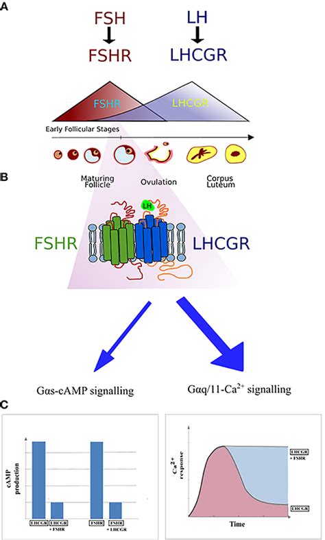 Frontiers Fshr Trans Activation And Oligomerization