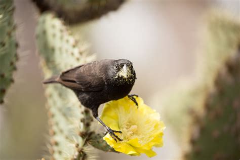 VISITING SANTA CRUZ: Wildlife in Galápagos’s Tourism Hub — Conservation ...