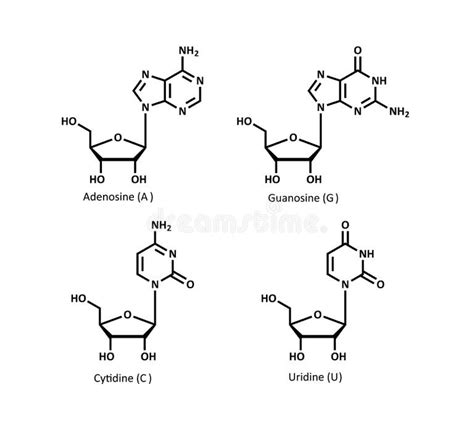 Nucleosides Stock Illustrations – 25 Nucleosides Stock Illustrations ...