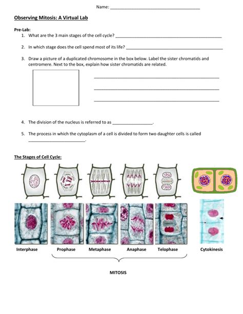 Mitosis Virtual Lab Cell Cycle And Division Worksheet