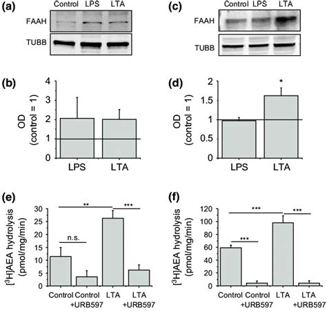 Protein Expression And Activity Of Faah Is Upregulated Upon Toll Like