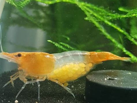 Crevette Neocaridina Poisson