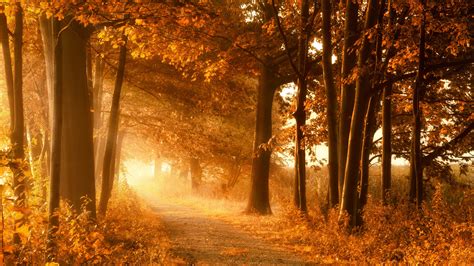 Wallpaper Sunlight Trees Landscape Forest Leaves Nature Plants