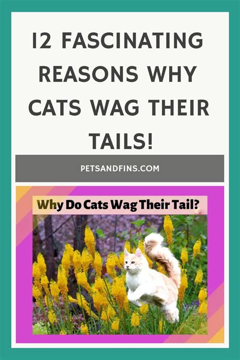 Fascinating Reasons Why Cats Wag Their Tails Https Petsandfins