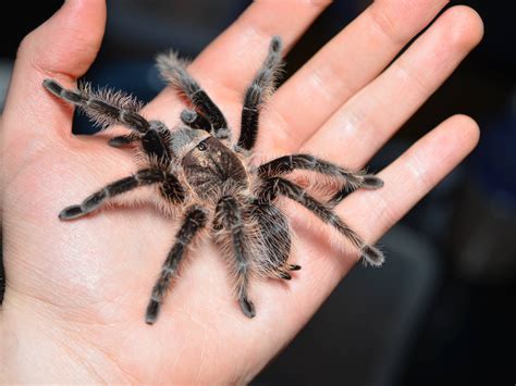 Care For A Brachypelma Albopilosum Honduran Curly Hair